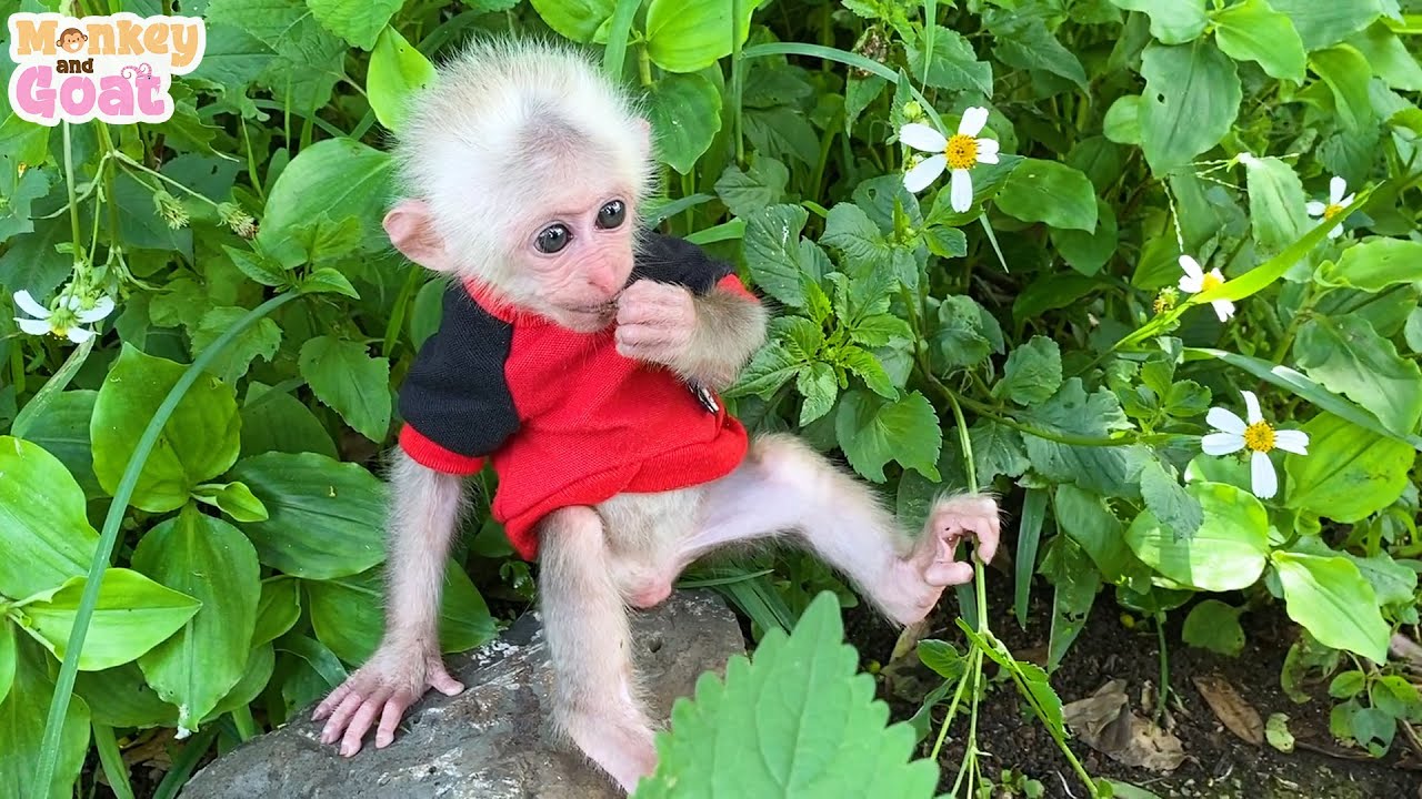 BiBi the monkey